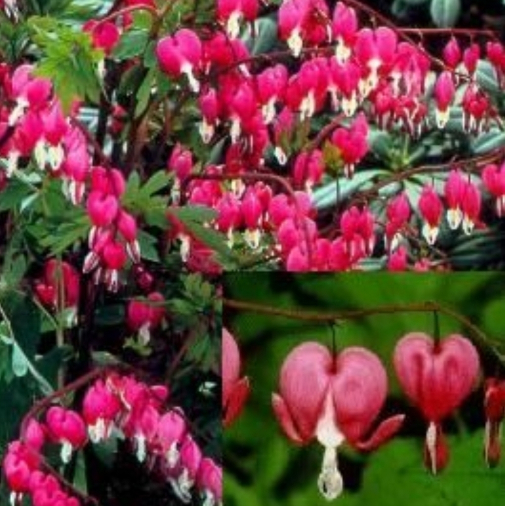 Bleeding Heart plant 2 for $15